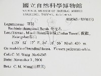 藏品(菊花木)的圖片