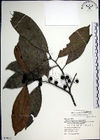 藏品(九重吹、九丁樹、脈葉榕、大葉九重吹)的圖片