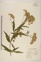 藏品(台灣澤蘭)的圖片