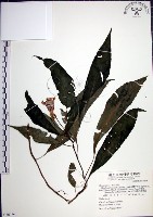 藏品(角桐草、台灣半蒴苣苔)的圖片