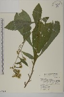 藏品(薄葉艾納香)的圖片