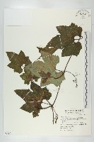 藏品(槭葉括摟)的圖片