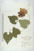 藏品(王瓜)的圖片