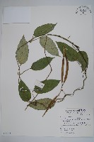 藏品(布朗藤)的圖片