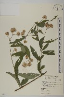 藏品(大頭艾納香)的圖片