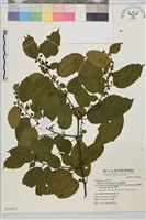 藏品(桶鉤藤)的圖片