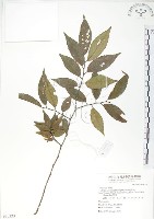 藏品(櫸、雞油)的圖片