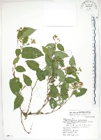 藏品(火炭母草、清飯藤)的圖片