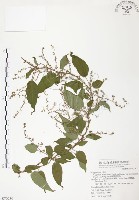 藏品(臺灣何首烏)的圖片