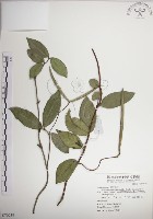 藏品(絡石)的圖片