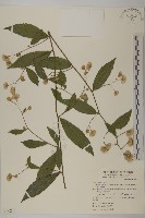 藏品(大頭艾納香)的圖片