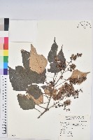 藏品(白匏子)的圖片