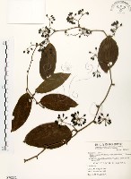 藏品(糙莖菝契)的圖片