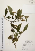 藏品(臺灣鱗球花)的圖片