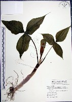 藏品(申跋、油跋、小天南星)的圖片