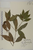 藏品(草珊瑚、紅果金粟蘭)的圖片