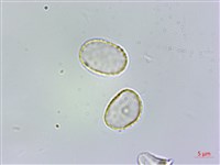 藏品(冷清草)的圖片