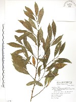 藏品(烏心石)的圖片