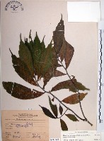 藏品(冷清草)的圖片