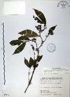 藏品(冷清草)的圖片