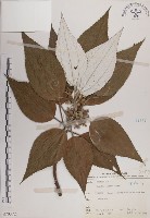 藏品(蘭嶼水絲麻)的圖片