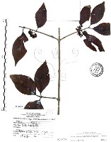 藏品(杜虹花，台灣紫珠)的圖片