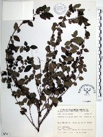 藏品(水雞油)的圖片