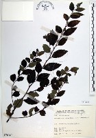 藏品(水雞油)的圖片