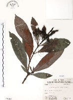 藏品(九節木、牛屎烏、青龍吐霧)的圖片