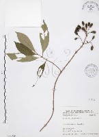 藏品(毛玉葉金花)的圖片