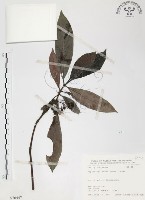 藏品(九節木、牛屎烏、青龍吐霧)的圖片