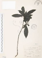 藏品(九節木、牛屎烏、青龍吐霧)的圖片