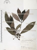 藏品(九節木、牛屎烏、青龍吐霧)的圖片