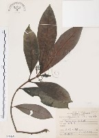 藏品(九節木、牛屎烏、青龍吐霧)的圖片