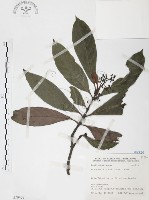 藏品(九節木、牛屎烏、青龍吐霧)的圖片