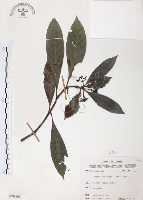 藏品(九節木、牛屎烏、青龍吐霧)的圖片