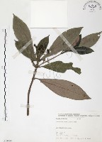 藏品(九節木、牛屎烏、青龍吐霧)的圖片