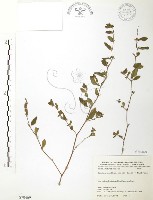 藏品(克非亞草)的圖片