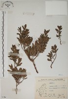 藏品(水芫花)的圖片