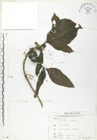 藏品(檄樹、諾麗果)的圖片