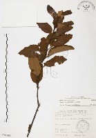 藏品(杜鵑桑寄生)的圖片