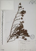 藏品(水芫花)的圖片