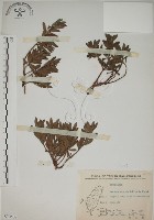 藏品(水芫花)的圖片