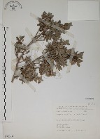 藏品(水芫花)的圖片