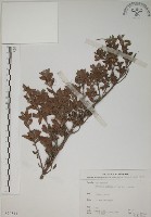 藏品(水芫花)的圖片