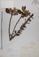 藏品(蓮華池桑寄生)的圖片