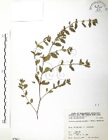 藏品(克非亞草)的圖片