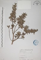 藏品(水芫花)的圖片