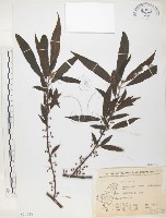 藏品(水麻)的圖片