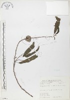 藏品(水麻)的圖片